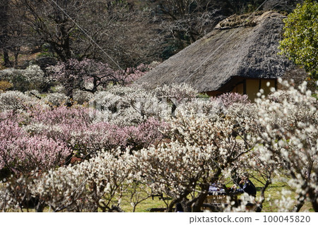 東京町田藥師池公園的梅花 100045820