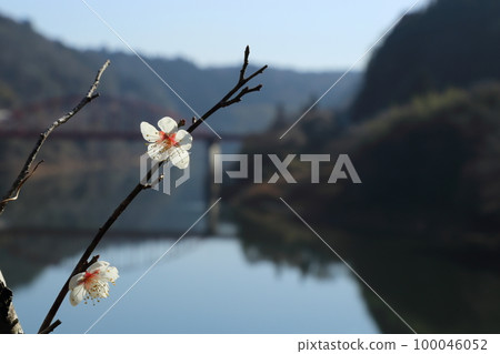 Scenic Beauty: Tsukigase Plum Grove / Tsukigase Bridge [Tsukigase, Nara City] 100046052