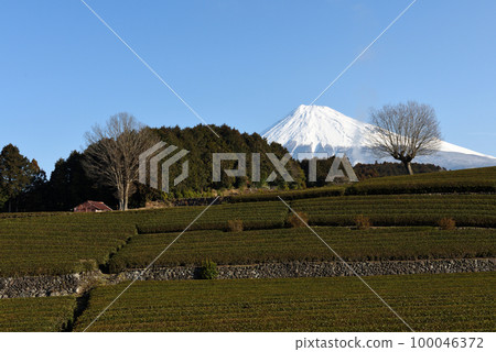 白雪皚皚的富士山與小淵笹葉的合作 100046372