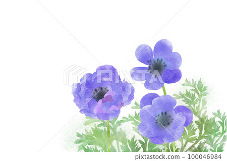 海葵花紫色 100046984