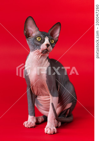 Adorable Sphynx female cat of black and white color sitting on scarlet background and looking up with surprised yellow eyes. Sphynx kitten is communicative animal. Concept of friends of large family. 100047260