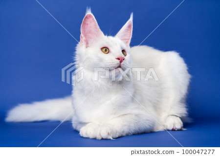 Longhair cat breed Maine Coon Cat. Portrait of pretty white color Coon Cat. Animal lying on blue background. Concept of health and welfare of domestic cats. 100047277