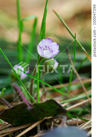 肝淡紫色 100047399