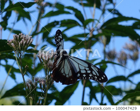 板栗虎蝴蝶蝴蝶 100047429