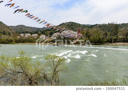 Blue sky, cherry blossoms and carp streamer Shirataka Town, Yamagata Prefecture 100047531