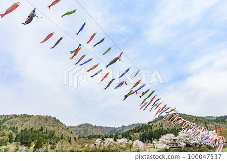 藍天、櫻花和鯉魚旗山形縣白鷹鎮 藍天、櫻花和鯉魚旗山形縣白鷹鎮 100047537