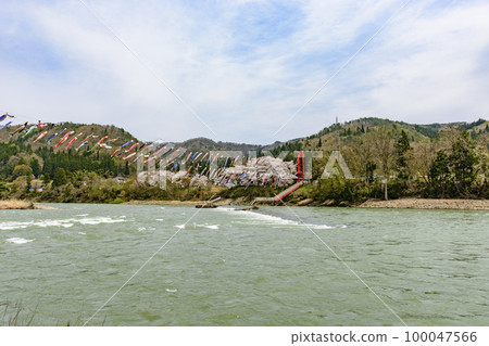 Blue sky, cherry blossoms and carp streamer Shirataka Town, Yamagata Prefecture 100047566