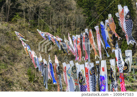 藍天、櫻花和鯉魚旗山形縣白鷹鎮 100047583