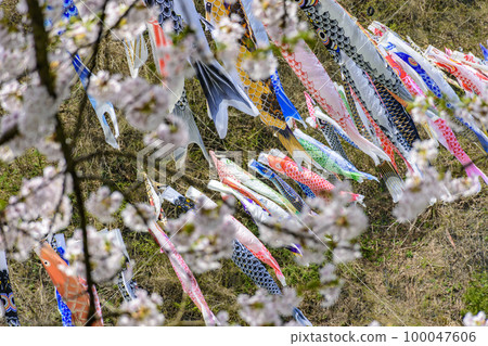 Blue sky, cherry blossoms and carp streamer Shirataka Town, Yamagata Prefecture 100047606