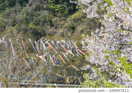 藍天、櫻花和鯉魚旗山形縣白鷹鎮 藍天、櫻花和鯉魚旗山形縣白鷹鎮 100047611