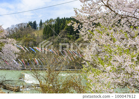 藍天、櫻花和鯉魚旗山形縣白鷹鎮 100047612