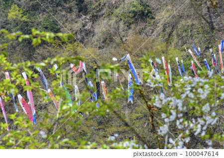 藍天、櫻花和鯉魚旗山形縣白鷹鎮 藍天、櫻花和鯉魚旗山形縣白鷹鎮 100047614