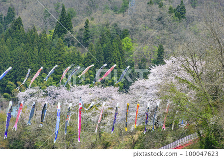 藍天、櫻花和鯉魚旗山形縣白鷹鎮 100047623
