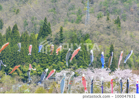 藍天、櫻花和鯉魚旗山形縣白鷹鎮 藍天、櫻花和鯉魚旗山形縣白鷹鎮 100047631