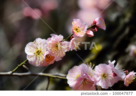 Plum blossoms (N) Plum blossoms (N) 100047977
