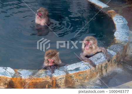 Japanese macaques love hot springs Japanese macaques love hot springs 100048377