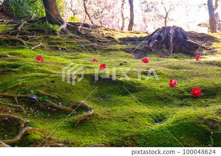 [京都風景]山茶花灑落的腳印 100048624