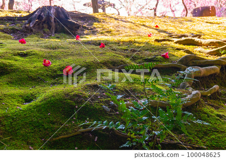 [京都風景]山茶花灑落的腳印 100048625
