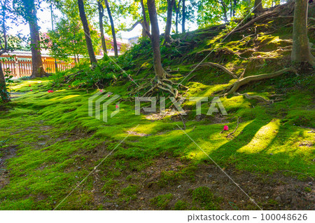 [京都風景]山茶花灑落的腳印 100048626