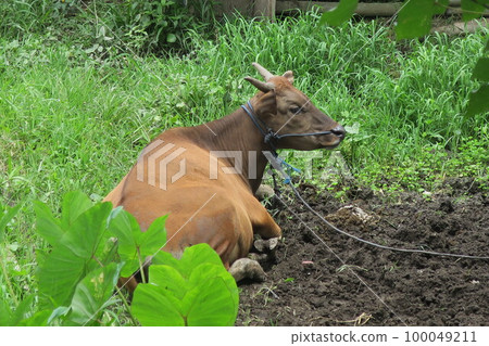 Bali Ubud rice terrace scenery 100049211