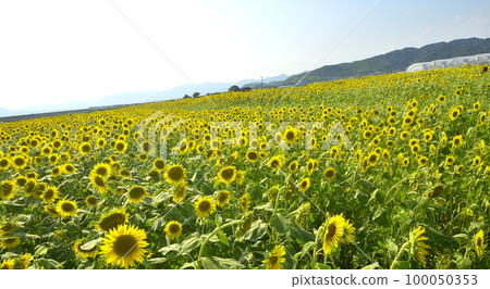 summer symbol sunflower flower 100050353