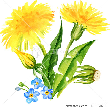 dandelion, watercolor, flower 100050736