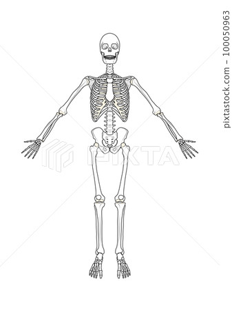 全身骨架正面男 100050963