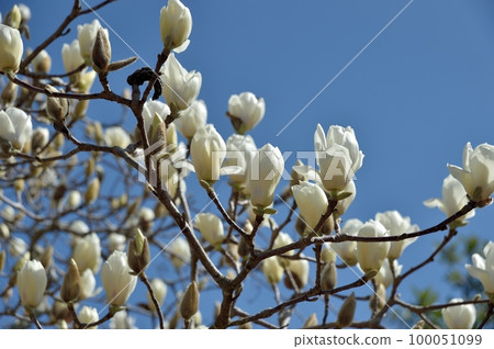 Yulan magnolia flower 100051099