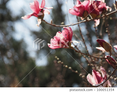 Magnolia 100051354