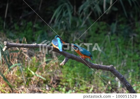 Kingfisher courtship behavior (courtship feeding) Kingfisher courtship behavior (courtship feeding) 100051529