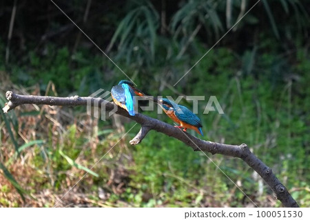 Kingfisher courtship behavior (courtship feeding) Kingfisher courtship behavior (courtship feeding) 100051530