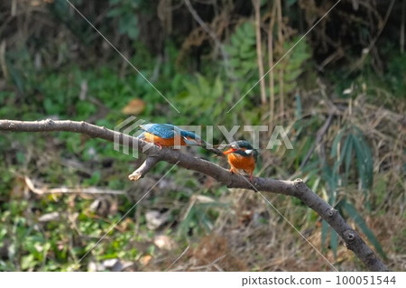 Kingfisher courtship behavior (courtship feeding) Kingfisher courtship behavior (courtship feeding) 100051544