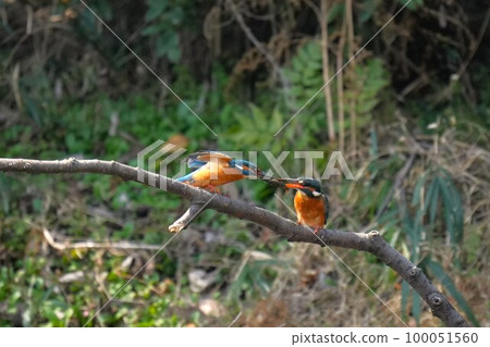 Kingfisher courtship behavior (courtship feeding) Kingfisher courtship behavior (courtship feeding) 100051560
