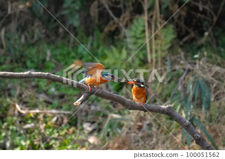 Kingfisher courtship behavior (courtship feeding) Kingfisher courtship behavior (courtship feeding) 100051562