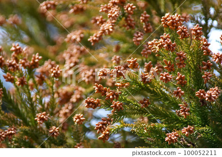 日本柳杉花(芽)三月初 日本柳杉花(芽)三月初 100052211