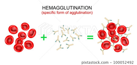 Hemagglutination, or haemagglutination 100052492