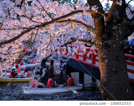 Cherry blossoms lit up at night near the boat terminal in Hirosaki Park 100052533