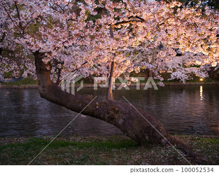 Cherry blossoms lit up at night near the boat terminal in Hirosaki Park 100052534