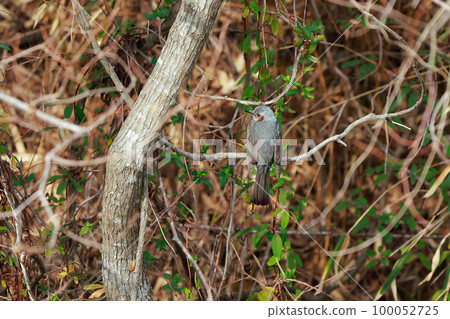 Brown-eared Bulbul Perched on a Branch Brown-eared Bulbul 100052725