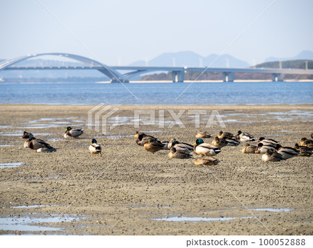 Wajiro tidal flats (the tidal flats in the depths of Hakata Bay) and wild birds. Higashi Ward, Fukuoka City. Wajiro tidal flats (the tidal flats in the depths of Hakata Bay) and wild birds. Higashi Ward, Fukuoka City. 100052888