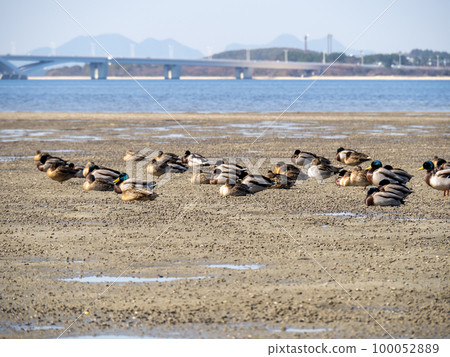 Wajiro tidal flats (the tidal flats in the depths of Hakata Bay) and wild birds. Higashi Ward, Fukuoka City. Wajiro tidal flats (the tidal flats in the depths of Hakata Bay) and wild birds. Higashi Ward, Fukuoka City. 100052889