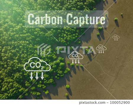 Carbon capture concept. Natural carbon sinks. Mangrove trees capture CO2 from the atmosphere. Aerial view of green mangrove forest. Blue carbon ecosystems. Mangroves absorb carbon dioxide emissions. 100052900