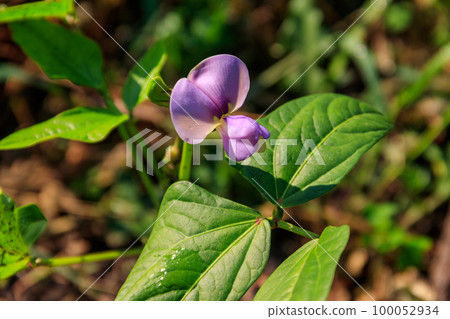 Beautiful purple cowpea (Vigna unguiculata) flower blooming in the garden Beautiful purple cowpea (Vigna unguiculata) flower blooming in the garden 100052934