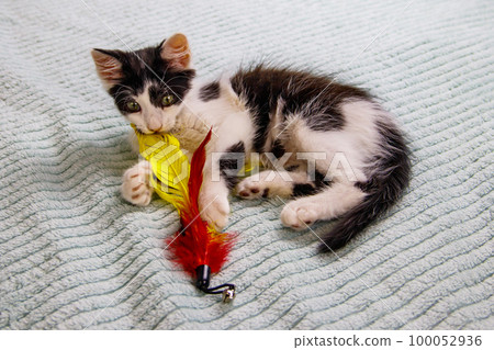 Beautiful kitten playing with a toy on a bed 100052936