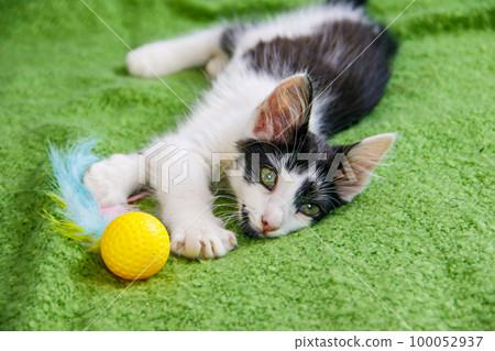 Beautiful kitten playing with a toy on a bed 100052937