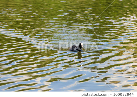 Eurasian coot (Fulica atra) in a lake Eurasian coot (Fulica atra) in a lake 100052944