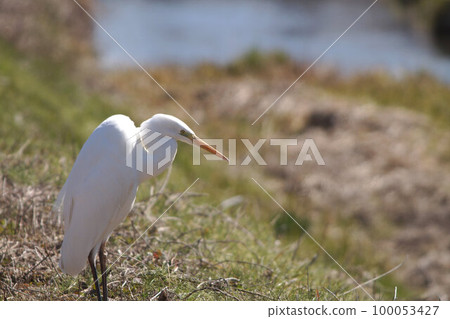 大白鷺早春三月 大白鷺早春三月 100053427
