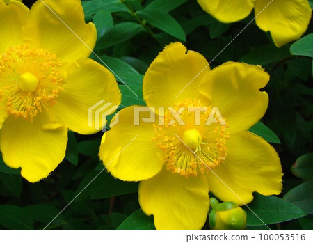 Flowers of Quincebai 100053516