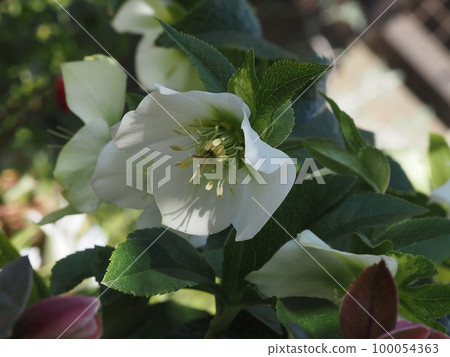 White Christmas roses planted in the ground White Christmas roses planted in the ground 100054363