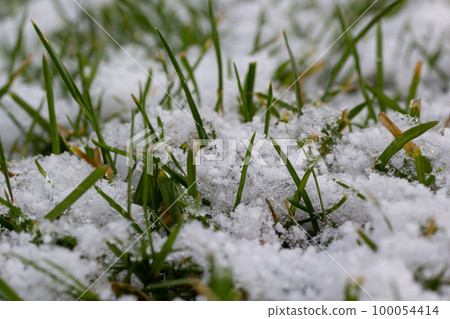 Green grass under first white snow background, pattern texture for use in print design Green grass under first white snow background, pattern texture for use in print design 100054414